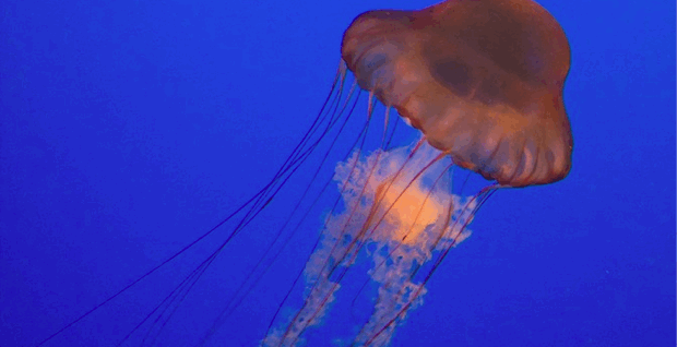 Jellyfish at the New York Aquarium